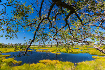 Okavango Delta, Botswana, Africa