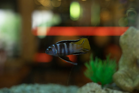 cichlids of fish