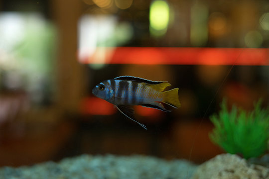 cichlids of fish