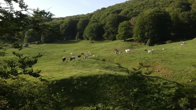 Veduta aerea di un bosco verde in estate con equini e bovini che pascolano
