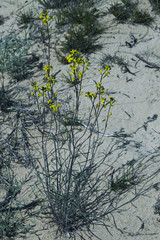 Растительность Мангышлака