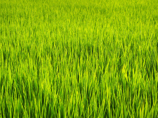 ふさふさの田んぼの稲