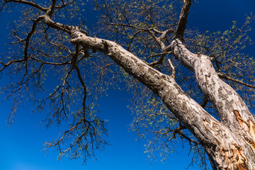 Baobab, Okavango Delta, Botswana, Africa