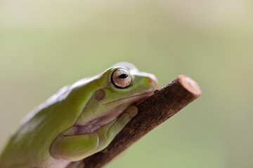 Closed up australian green tree frog sitting on branch with green leaf
