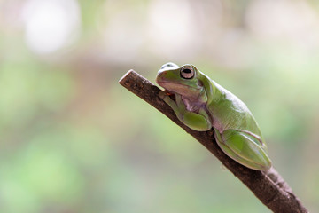 Closed up australian green tree frog sitting on branch with green leaf