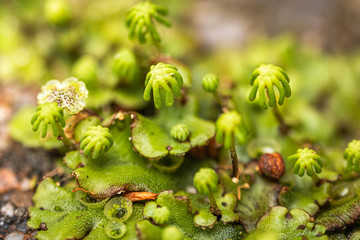 Greasewort growing between the pavement in the Netherlands