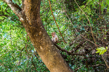 Monkeys in Sigiriya, Sri lanka