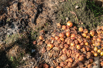 rotten apples lay on the ground. fertilizer. farming.