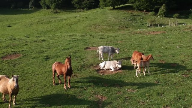 Veduta aerea di un bosco verde in estate con equini e bovini che pascolano