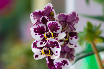 Fototapeta na wymiar very beautiful orchid. bright petals of orchids.