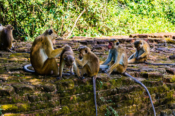 Monkeys in Sigiriya, Sri lanka