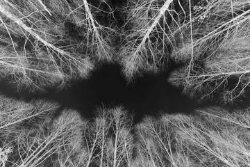 Bare trees in the winter, negative.