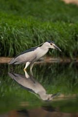 Obraz premium black-crowned night heron, nycticorax nycticorax, black-capped night heron, night heron