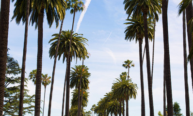 palm trees on street