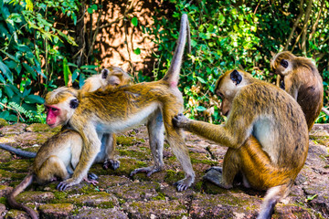 Monkeys in Sigiriya, Sri lanka