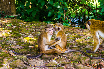 Monkeys in Sigiriya, Sri lanka