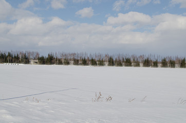雪原の風景