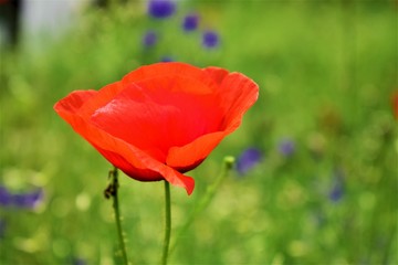 red poppy in a field