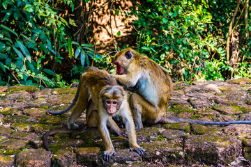 Monkeys in Sigiriya, Sri lanka