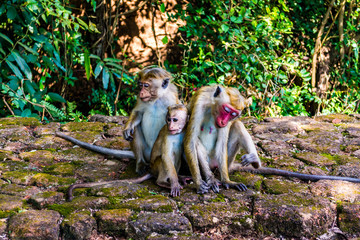 Monkeys in Sigiriya, Sri lanka