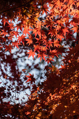 赤く色づいた紅葉の葉