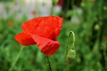 red poppy