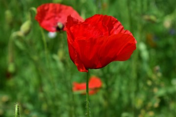 red poppy in a field
