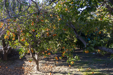 Photo of an orange tree