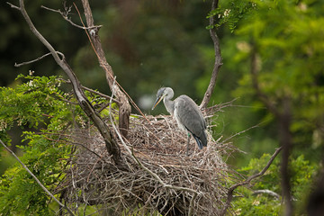 grey heron, ardea cinerea, bohemia forest