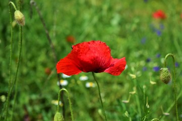 red poppy in a field