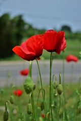 poppy field of poppies
