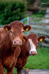 Cows, Cows in a Field, Sussex Cows