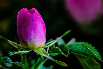 Red unblown Bud of a wild rose on a dark background.