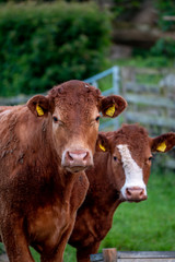 Cows, Cows in a Field, Sussex Cows