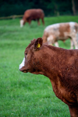 Cows, Cows in a Field, Sussex Cows