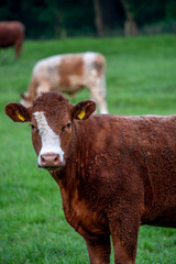 Cows, Cows in a Field, Sussex Cows