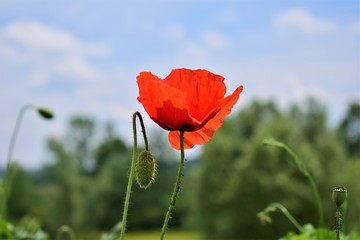 Obraz premium czerwony mak na tle niebieskiego nieba