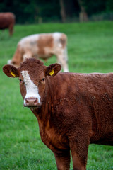 Cows, Cows in a Field, Sussex Cows