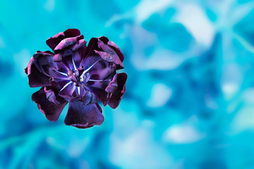 Beautiful single flower head of black tulip on bright blue turquoise background. Purple flower. Fresh spring or summer morning backdrop. Blue nature bokeh template. - Powered by Adobe