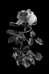 Pink rose entwined with barbed wire on a black background. Black-and-white photo.