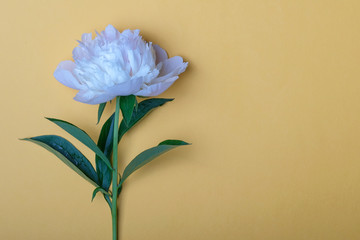The flower of the white peony on the yellow background.
