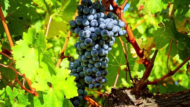 Cabernet biological cluster of red grapes from the Bolognese hills with a light breeze and saturated with color, close-up shot, Bologna - Emilia Romagna ITALY