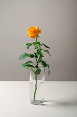 Rose flower. Beautiful yellow flower on white table. Natural plant at home.