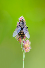 Fly sitting on colored grass at dusk- closeup