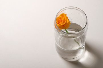 Rose flower. Beautiful yellow flower on white table. Natural plant at home.