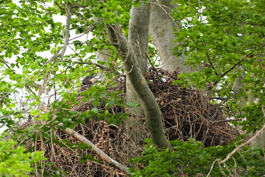 White Tailed Eagle, Haliaeetus Albicilla, Bohemia Forest