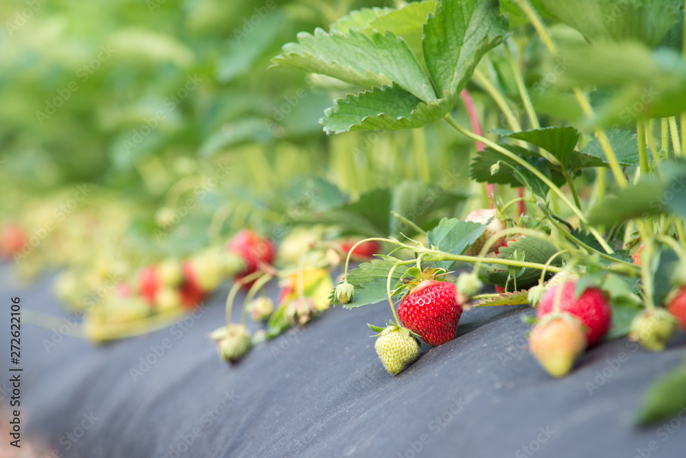 Wall mural Strawberry field with ripe and green strawberries. Juicy red berries waiting to be picked