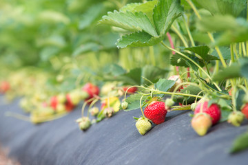 Strawberry field with ripe and green strawberries. Juicy red berries waiting to be picked