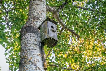 Old birdhouse on a birch among green leaves and blue sky on a summer sunny day