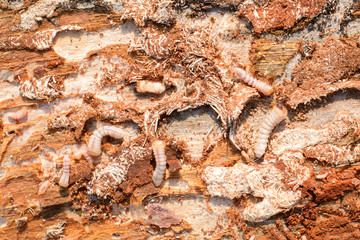 Bark beetles larvae damaging wood material